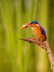 Barbara Baker - Malachite Kingfisher - Highly Commended.jpg